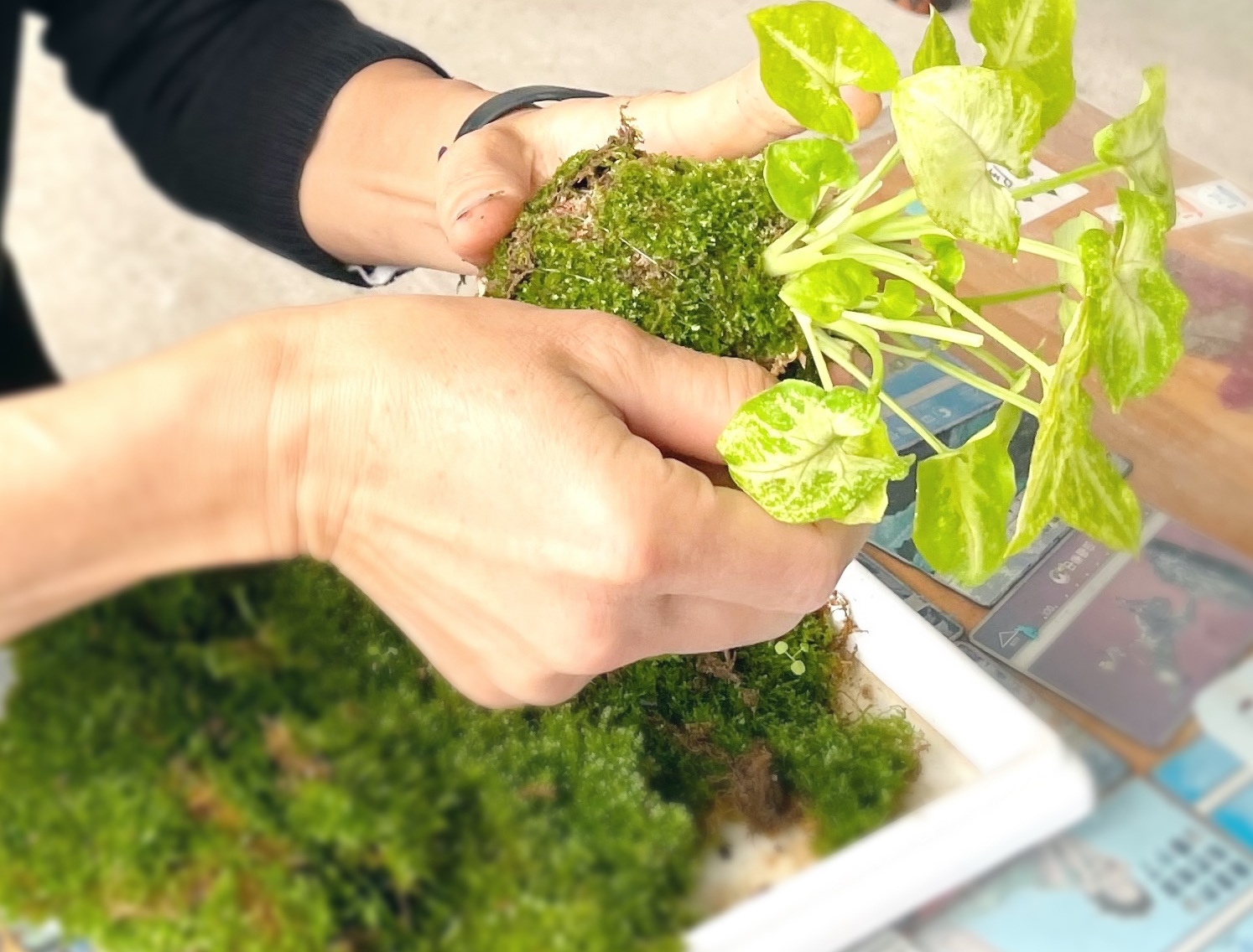 體驗│揉揉療癒苔球DIY